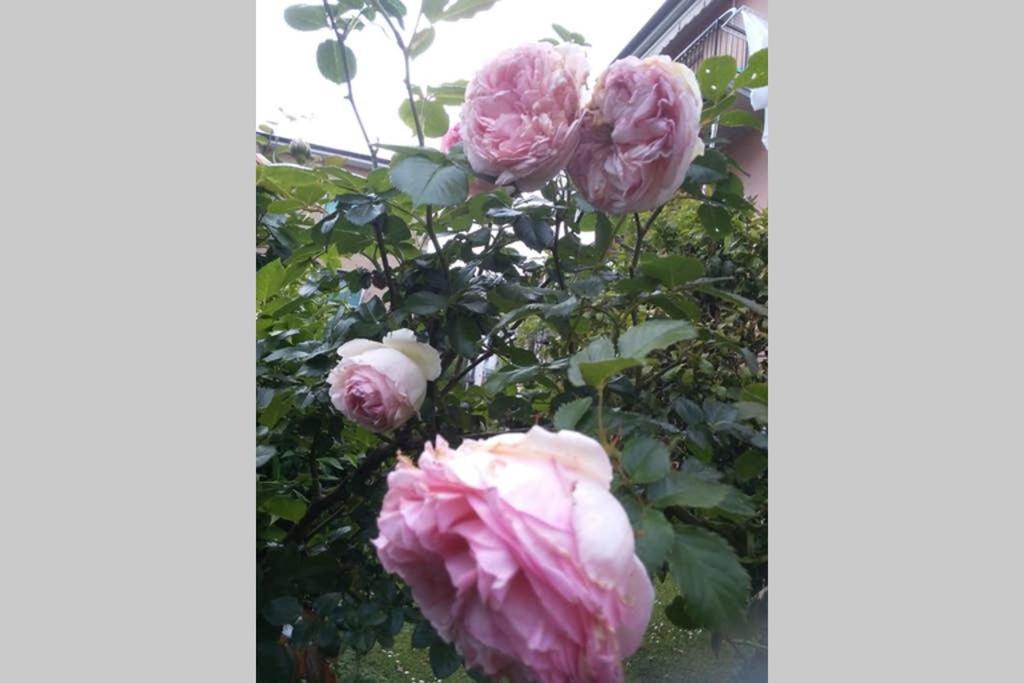 Appartamento La Rosa La Spezia Esterno foto